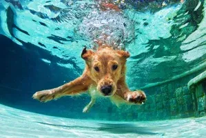 Affordable Housing Apartments and Pools: 6 Safety Tips