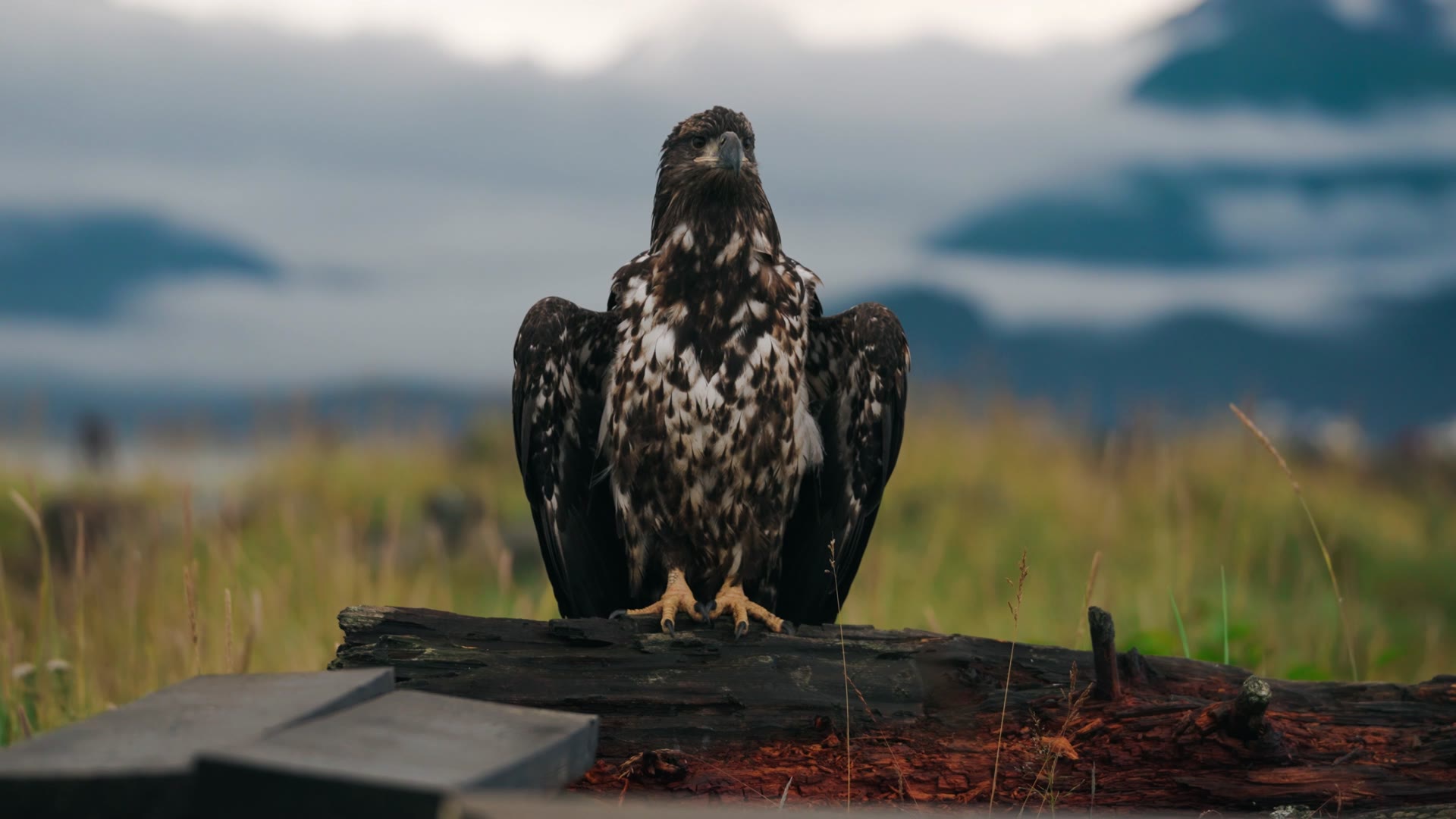 Juvenile Bald Eagle Takes Flight